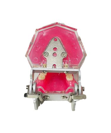 Dental Tooth Extraction Model Full Mouth Detachable 28pcs Tooth Simulation Facial Skin Model For Dentist Teaching Study (Teeth Model) - Buy Online on GoSupps.com