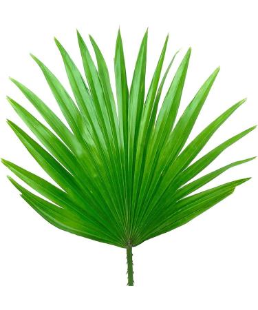 Greenfood Dwarf Palm 400 mg high dose extract (75%) 120 capsules - no artificial additives. No genetic engineering. Vegan. - Buy Online on GoSupps.com