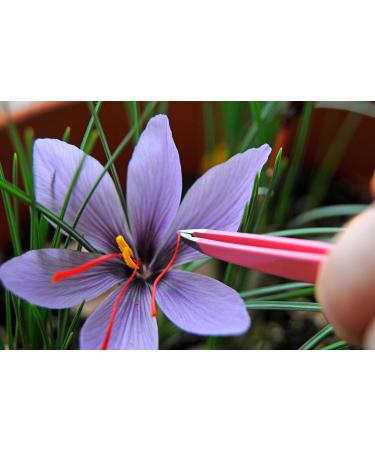 Saffron Crocus 25 Bulbs + Saffron Bulb Food - Crocus Sativus -Immediate Shipping