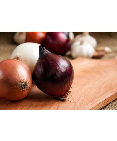 Spicebar Onion powder fine granulate in premium organic quality 450 g in professional spreader - Buy Online on GoSupps.com