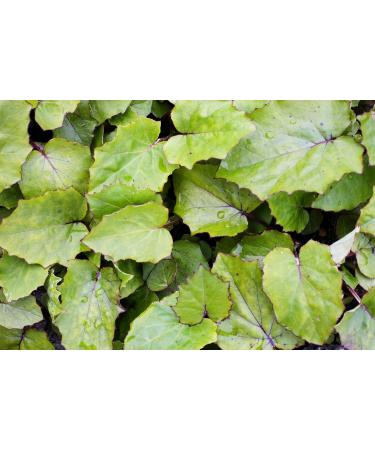Coltsfoot Leaf Tea | Feuille De Tussilage Tisane | Tussilago Farfara Health Embassy (100g) - Buy Online on GoSupps.com