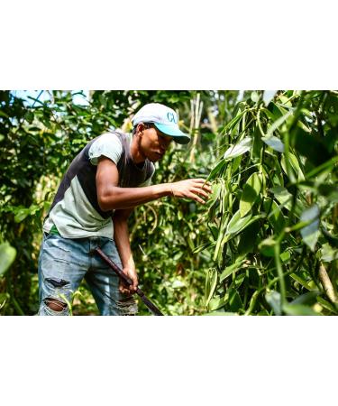  VANNERIE DU MONDE 20 Grade A Madagascar Bourbon vanilla pods 14-16 cm 60 g - Buy Online on GoSupps.com