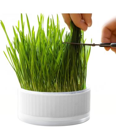 Anulely Cat Grass Plant Container - Earth-Free Indoor Planting Box for Cats & Dogs | Removable Sprouter Tray & Home D cor in White - Buy Online on GoSupps.com