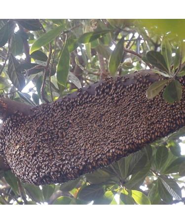 thelo Tribal Forest Honey | Produce of Wild Honey Bee | Harvested from the Forest of Odisha | 100% Pure Natural Raw and Unprocessed Forest Honey | (Non-Gift Pack) - Buy Online on GoSupps.com