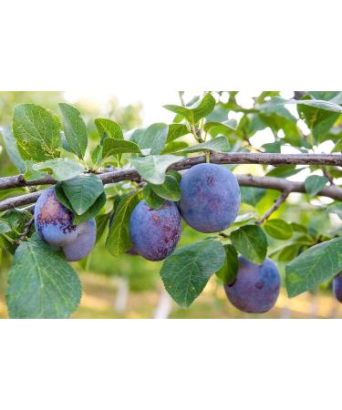 Organic Pitted Prunes  1 Pound  Dried California Plums  Non-GMO  Kosher  Unsulfured  Unsweetened  Bulk 1 Pound (Pack of 1) - Buy Online on GoSupps.com