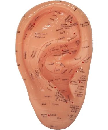 Ear Zone Model XC-514A - Height 7 | Premium Quality Ear Protection - Buy Online on GoSupps.com