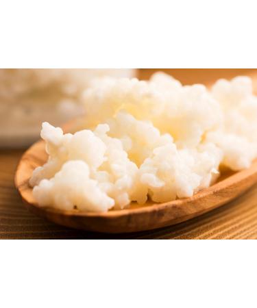 Curly Superfood Organic Kefirilz - 10g German Milk Kefir Tubers | DIY Organic Kefir Starter Culture - Buy Online on GoSupps.com