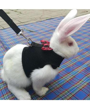2-Pack Adjustable Pet Dishes & Leash for Rabbits Squirrels Bunnies Ferrets & Chinchillas - Ideal for International Shipping - Buy Online on GoSupps.com