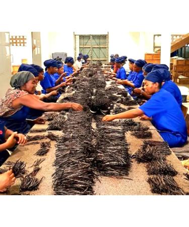  VANNERIE DU MONDE 20 Grade A Madagascar Bourbon vanilla pods 14-16 cm 60 g - Buy Online on GoSupps.com