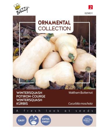 Buzzy Ornamental Wintersquash Waltham Butternut - Content: Approx. 1.5 Grams