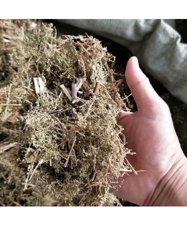 Natural Artemisia Annua Artemisia Odora Artemisia Annuae Qinghao Artemisia Annua Artemisia Annua Tea Artemisia Annua Bulk Artemisia Annua Herb Sweet Wormwood (500grams) - Buy Online on GoSupps.com
