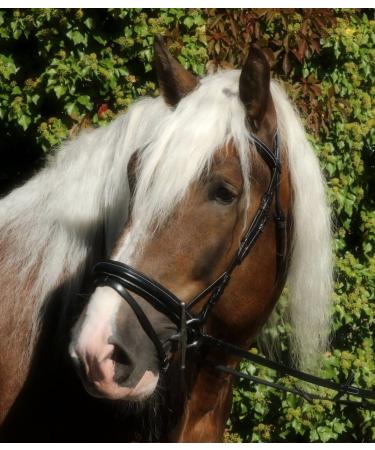 Bridle Brilon X Noseband X Full Coldblood extra large Black soft leather Tysons XX Full