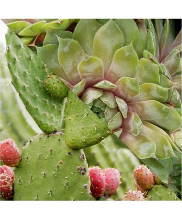 PLISSON Plisson - Tanning activator - for all skin types - 99% ingredients of natural origin extract of houseleek prickly pear and natural vitamin E - Buy Online on GoSupps.com