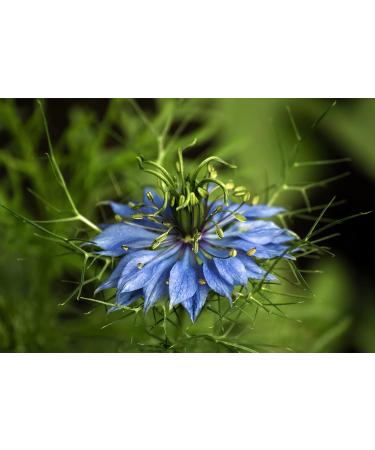 Nook Energizing - Super Active Intense Lotion anti-hair loss treatment intensive and stimulating - tested in nickel chrome and cobalt 100ml. - Buy Online on GoSupps.com