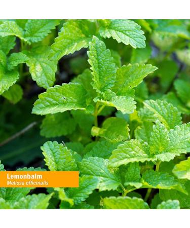 Herb Pharm Certified Organic Lemon Balm Liquid Extract for Calming Nervous System Support Organic Cane Alcohol 1 Ounce (Pack of 5) 1 Fl Oz (Pack of 5) - Buy Online on GoSupps.com