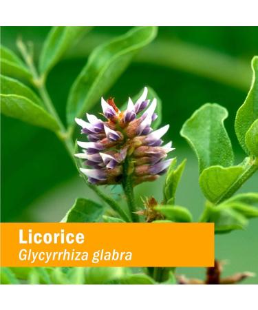 Herb Pharm Organic Licorice Liquid Extract - 4oz | Endocrine System Support - Buy Online on GoSupps.com