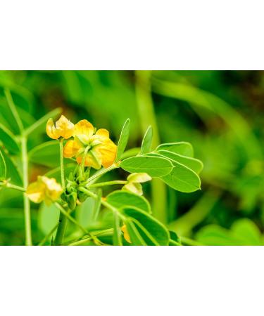 Certified Neutral Henna Cassia Obovata Powder - 500g (1.1lb) - Chemical-Free Hair Conditioner for Shine - Export Grade - Buy Online on GoSupps.com