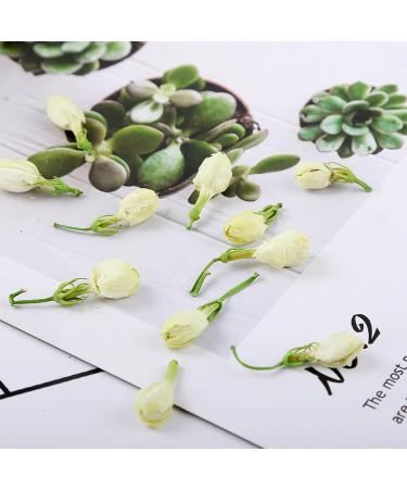 Jasmine tea 3.52 ounces/100g Caffeine-free Dried jasmine flowers are suitable for making tea Whole bud of edible flowers Jasmine bud jasmine tea loose leaf - Buy Online on GoSupps.com