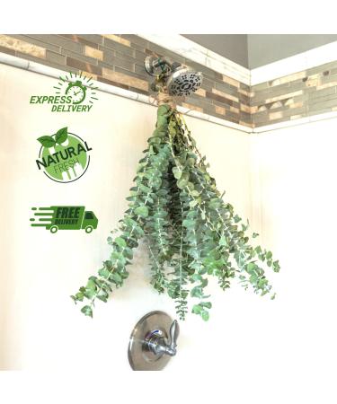 Real Fresh Eucalyptus Large Shower Bundle in a Box | 100% Natural Handpicked Eucalyptus Plant Leaves Decor for Shower | Luxurious Touch of Natural Aromatherapy | Stress Reliever Indoor Plants
