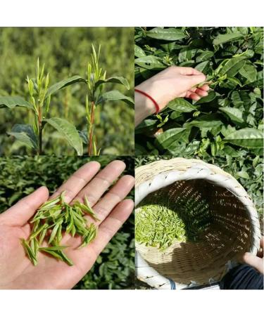 Huoshan Huangya 50g New tea leaves Loose tea Yuqian Yellow Tea high mountain Spring tea - Buy Online on GoSupps.com