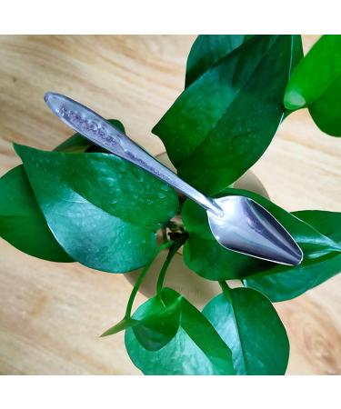 Metal Parrot Feeding Spoon - Stainless Steel Hand Feeding Spoon for Cockatiels & Small Birds - Perfect for Food Milk & Water - Buy Online on GoSupps.com
