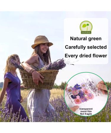 Dried Flowers for Resin Jewelry, Art Crafts, Scrapbooking - Natural Pressed Flowers for DIY Molds, Candles, Soaps, Nails Decor - Purple - Buy Online on GoSupps.com