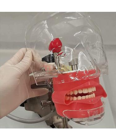 GeRRiT Maxillary and Mandibular Tooth Shape Models 28 Teeth Dentition Training Models with Phantom Head for Education and Learning Open-Bite Type - Buy Online on GoSupps.com