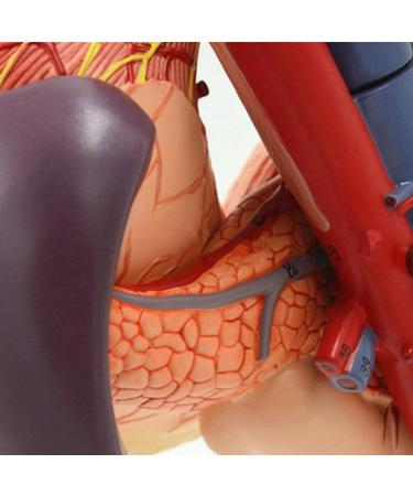 JUJNE Human Stomach Liver Gallbladder Pancreas Duodenum Model -Anatomy Digestive System Organ 6 Parts Liver Gallbladder Pancreas Spleen and Stomach Model - Buy Online on GoSupps.com