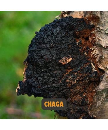 Cupplement | Chaga Capsules 60 pieces | Organic | 450 mg per capsule of the highest quality | 2 capsules per day | mushroom - Buy Online on GoSupps.com