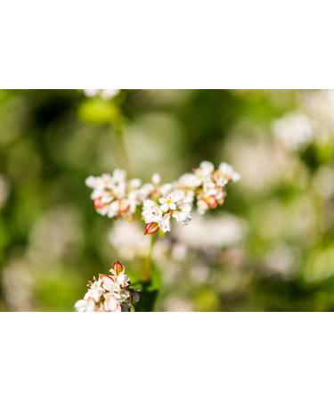 Buckwheat Kasha 1lb | Non-GMO Verified Grechka Whole Groats | Kosher & Bulk | Rich in Fiber, Copper, Manganese, Magnesium | Sirtfood - 1lb Pack - Buy Online on GoSupps.com