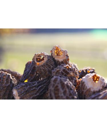 Morel Mushrooms Popular Choice CAPS (2-6 cm) - no Tails - Hand Picked Sun-Dried (30 gr) 30.0 grams - Buy Online on GoSupps.com