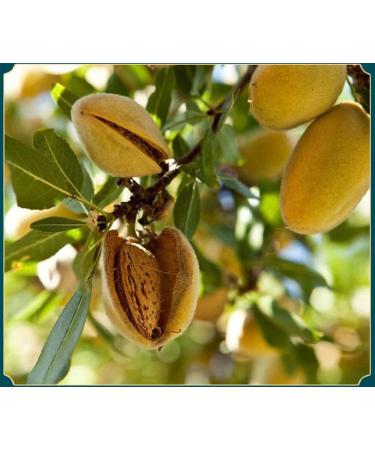 cn herb 100g Almond Flour Mill Multigrain Cooked Powder Is Ready To Eat - Buy Online on GoSupps.com