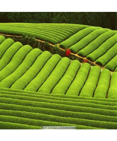 250 g de th vert Xinyang Maojian Th Mao Jian chinois aromatique - Buy Online on GoSupps.com