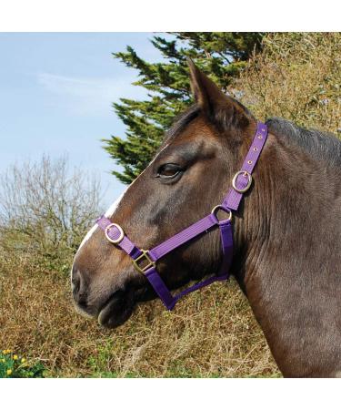 Rhinegold Nylon Halter Coldblood / Warmblood Extra Large Violet