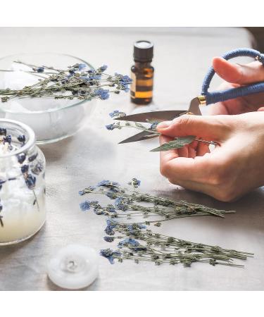 50 Pcs Natural Forget Me Not Pressed Dried Flowers - Blue Real Dried Flowers for Resin Jewelry, Card Making, Nail Art - DIY Home Decoration - Buy Online on GoSupps.com
