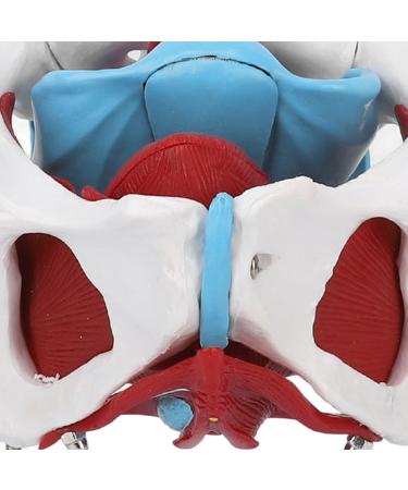 Pongnas Efficient Stylish Utensil for Fitness Training | Optimal Demo & Extra Content - Shop Internationally - Buy Online on GoSupps.com