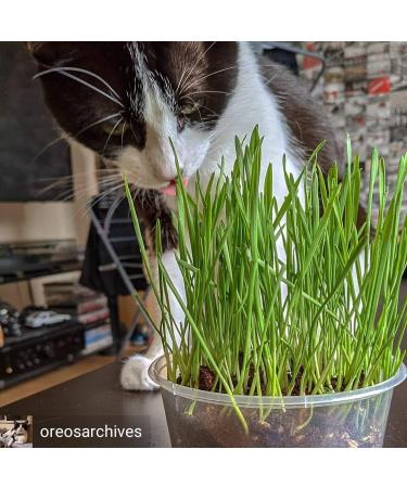 Pet Grass Variety Pack by Cat FurNature - Buy Online on GoSupps.com