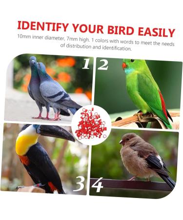 Beavorty 300 Pcs Pigeon Anklet Where Labels Bird Opening Feet Opening Pigeon Ring Plastic Clip Baby Poultry 1.3X1.3CMx3pcs Redx3pcs - Buy Online on GoSupps.com