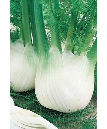 Germisem Fino Fennel Seeds 2 g EC1116 Multi-Colored