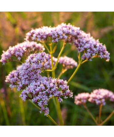 Bulgaria Organic Valerian Essential Oil 5ml | for Sleep, Relaxation & Stress Relief | Therapeutic Grade Aromatherapy Oil - Buy Online on GoSupps.com