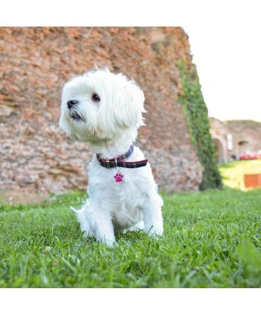 Personalized Fuchsia Dog & Cat ID Tags | Engraved Paw Print Pet Address Tags - Buy Online on GoSupps.com