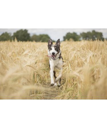 Buy Horse-Direkt Pure Salmon Oil for Dogs Cats & Horses | Omega-3 Rich BARF Oil 1L - Buy Online on GoSupps.com