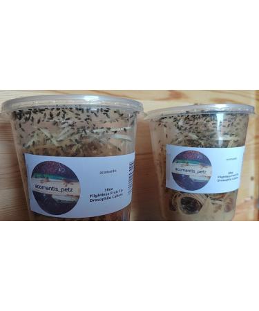 acomantis 2x16oz double-pack Flightless Fruit Flies Live Food (Drosophila Culture) - Buy Online on GoSupps.com