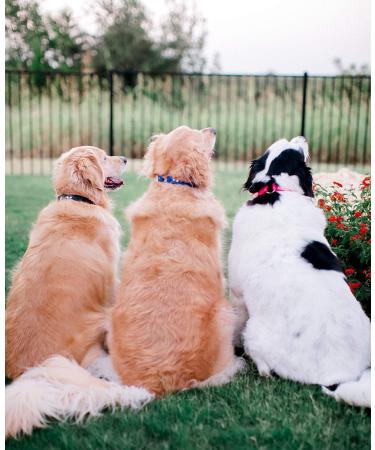 Regal Dog Waterproof Halfband Collar - Durable Black Collars for Small Medium & Large Dogs | Perfect for Puppies & Adult Dogs - Buy Online on GoSupps.com