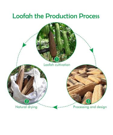 Natural Bathing Loofah 3 Pack - 6 inch 100% Organic Shower Sponge for Exfoliating and Dead Skin Removal - Eco-Friendly Body Scrubbers - Buy Online on GoSupps.com