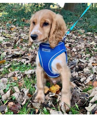 Bunty Medium Dog Harness & Puppy Harness - Durable Lightweight Design Breathable Comfy Padded Reflective Trim - Anti Pull Dog Harness Medium Lead Attachment Easy Fit - Yellow Medium Yellow - Buy Online on GoSupps.com
