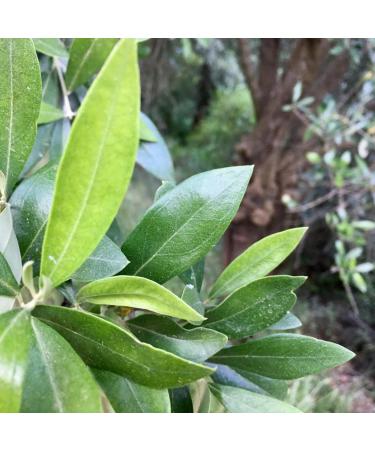 Medverita Olive Leaf Extract 20% Oleuropein - Lowers Blood Pressure & Cholesterol - 120 Capsules Dietary Supplements - Buy Online on GoSupps.com