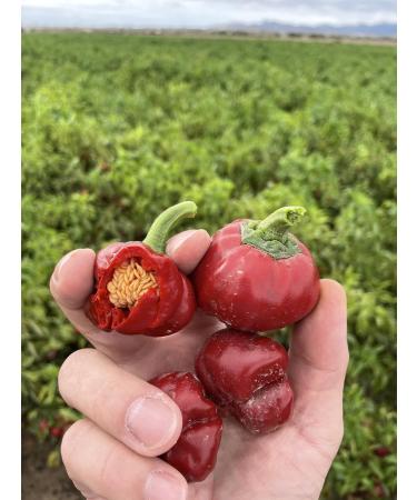 Vinativo Sweet Paprika - Ground 1kg | Premium Quality Gourmet Spanish Paprika Powder - Mild Flavor - Buy Online on GoSupps.com