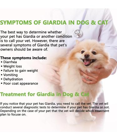ISENVO Rapid Detection of Giardia in Dogs and Cats - Giardia Test Reliable Detection of Intestinal Parasites and Diarrhea - Used for Giardia in Dogs and Cats (2pcs) - Buy Online on GoSupps.com
