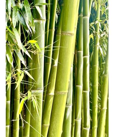 Bambusa Bamboo Dry Brush Set - Exfoliating Body Brush Kit for Smooth Skin - Buy Online on GoSupps.com